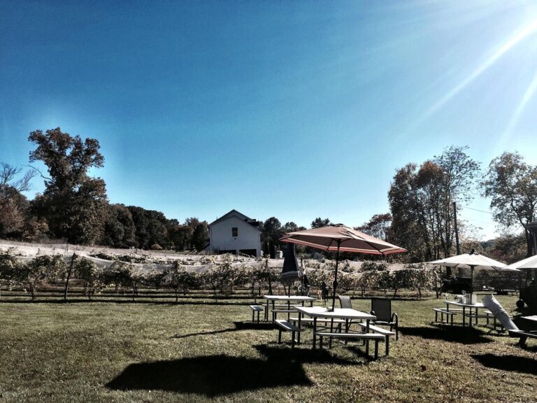 ventimigilia vineyard 768x576