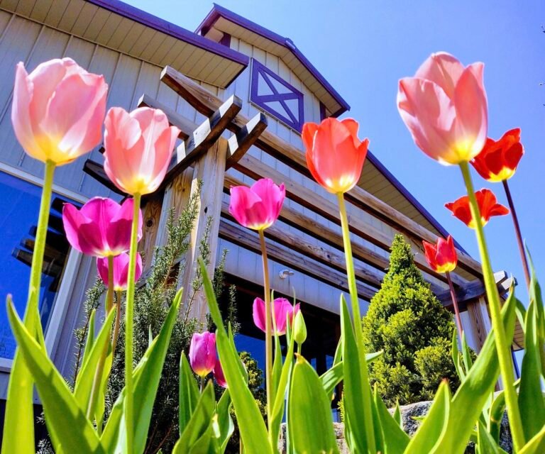 event mother s day weekend alba vineyard winery may 9 2026 768x640