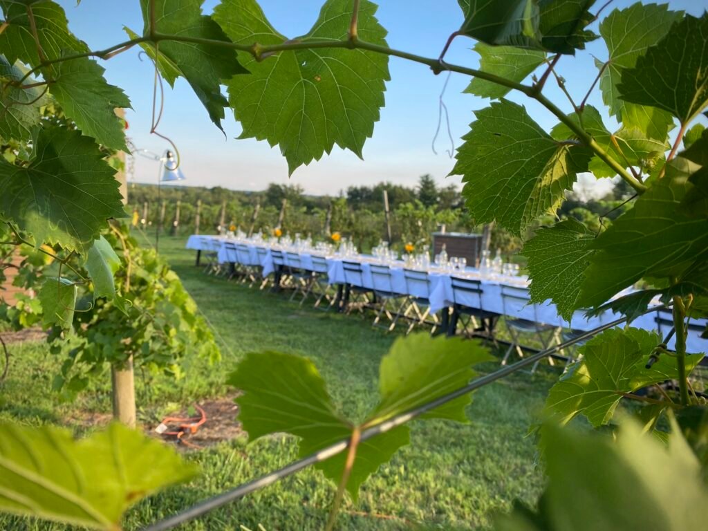 Dinner in The Vines 1024x768