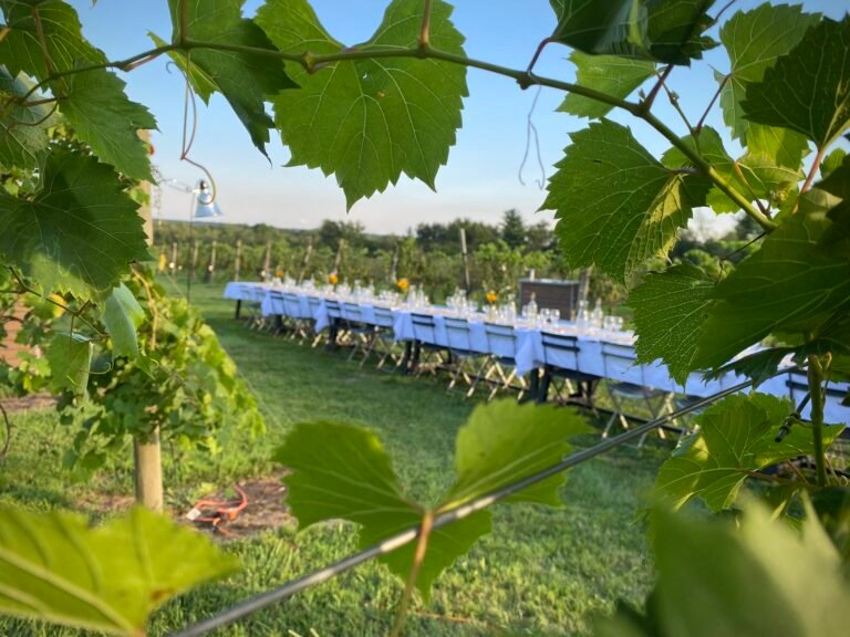 Dinner in The Vines 768x576