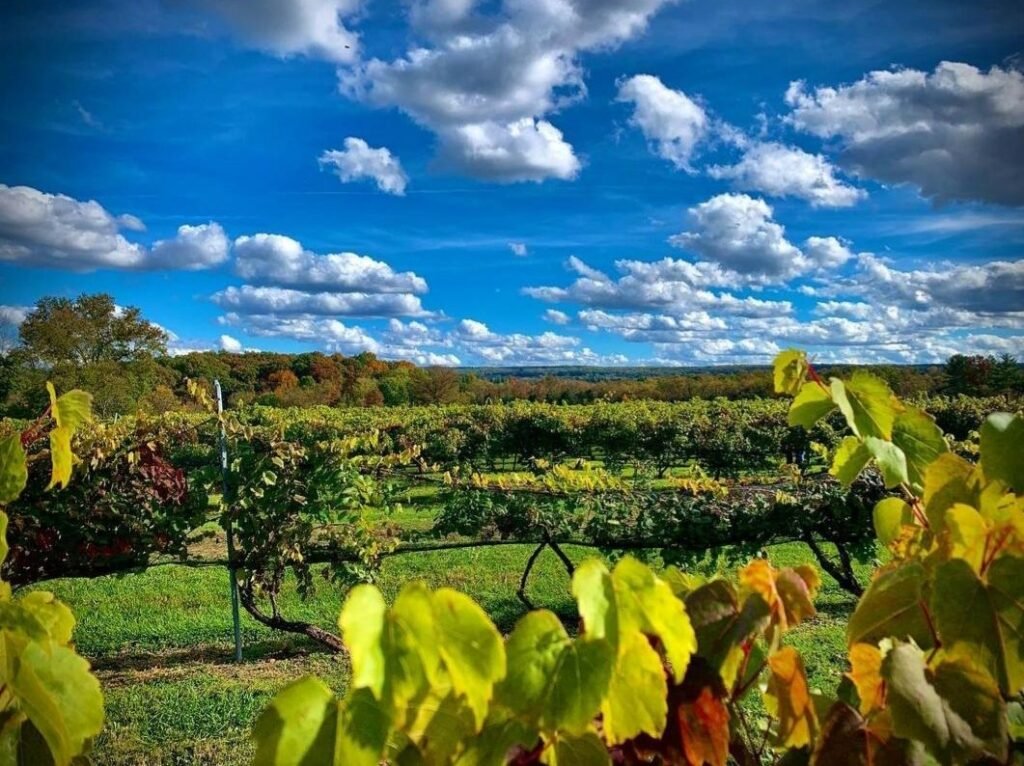Fall vineyard view 1024x766