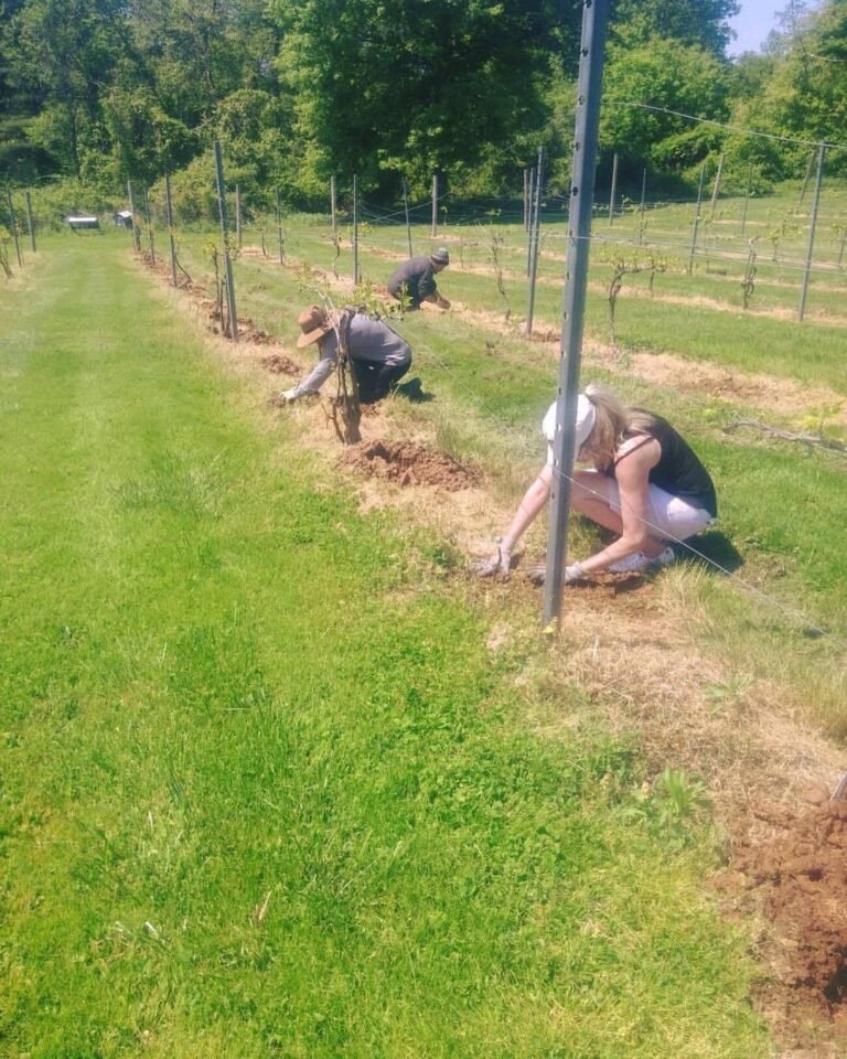 Laurin and Jenny planting vines 768x960