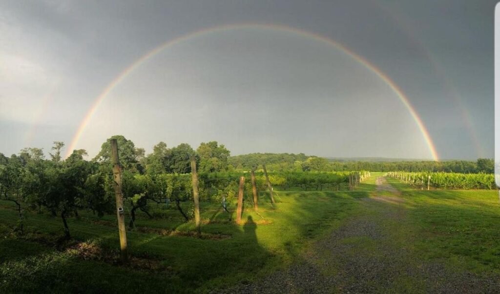 Rainbow of vineyard 1024x603