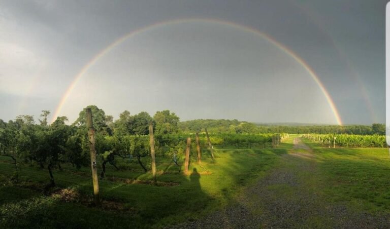 Rainbow of vineyard 768x452