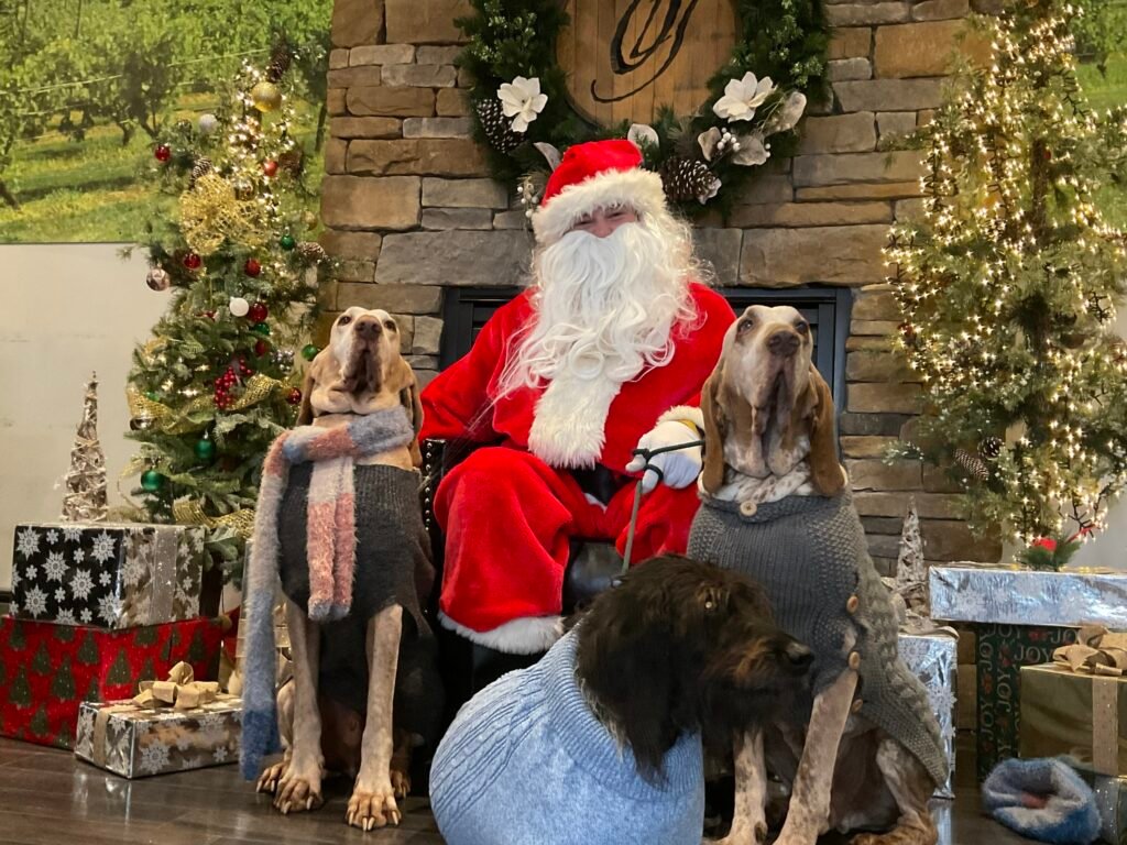 Santa adorable dogs 1024x768