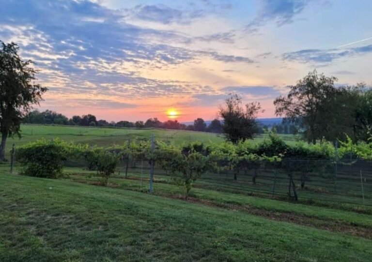 Summer Sunrise over the vineyard 768x542