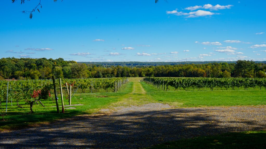 Vineyard Fall 2022 1024x576