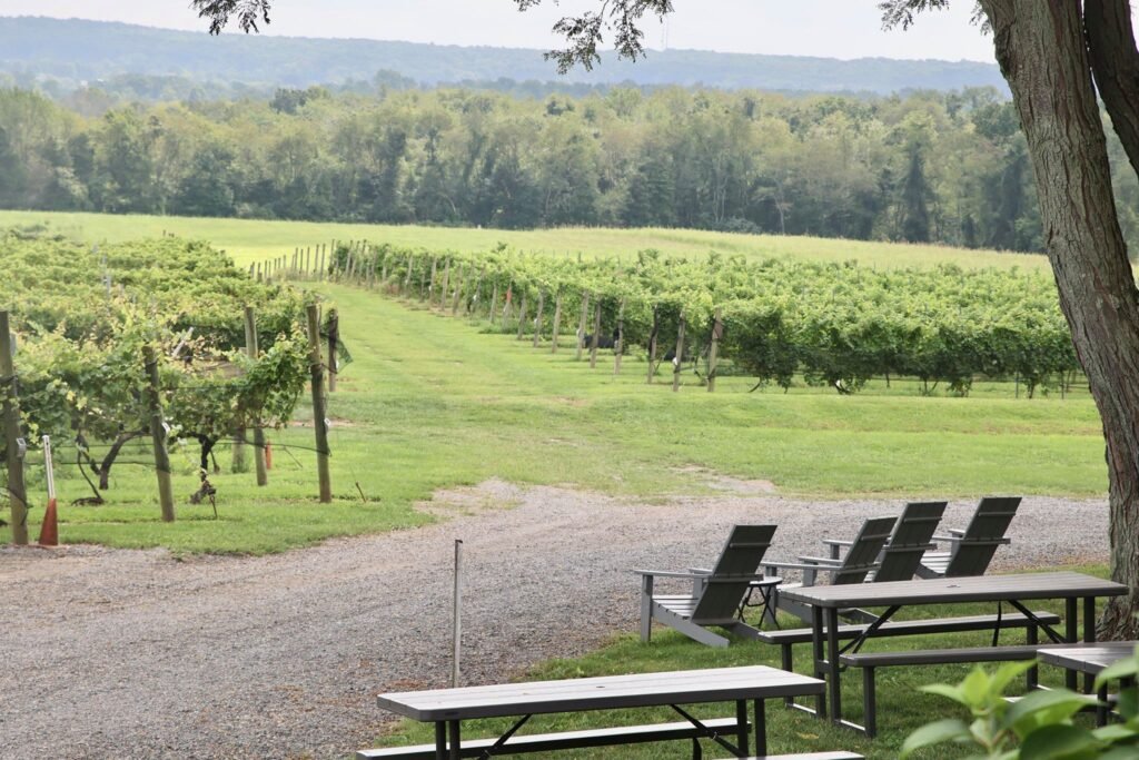 Vineyard in October 1024x683