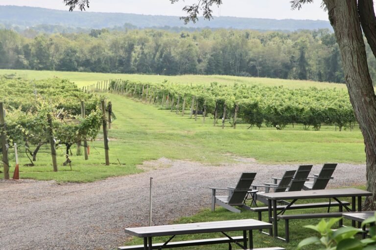 Vineyard in October 768x512