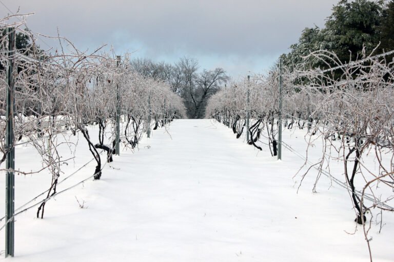 Vineyard in snow 768x512