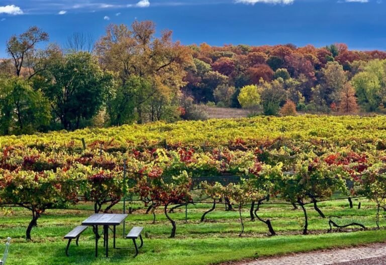 fall at the winery 768x528