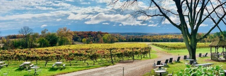 fall view of the vineyards 768x258