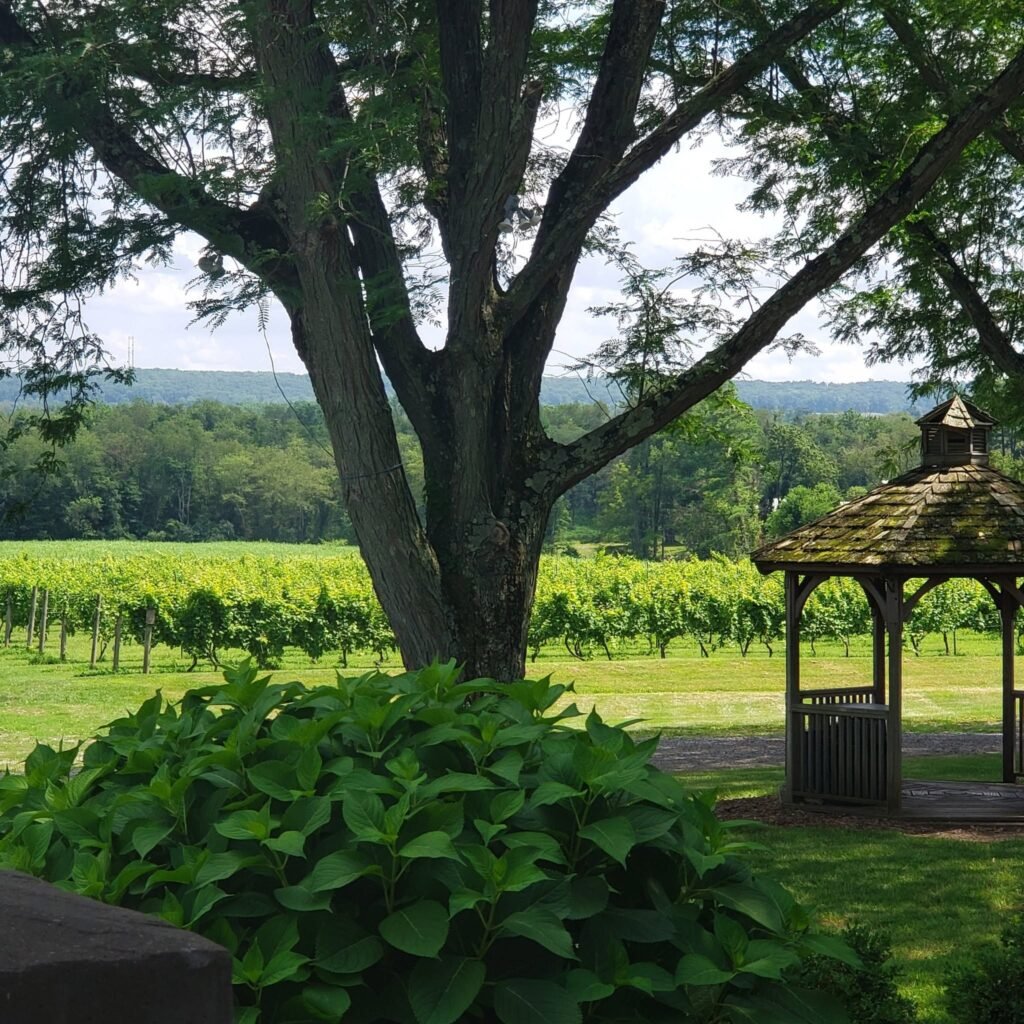 Summer vineyard 1024x1024
